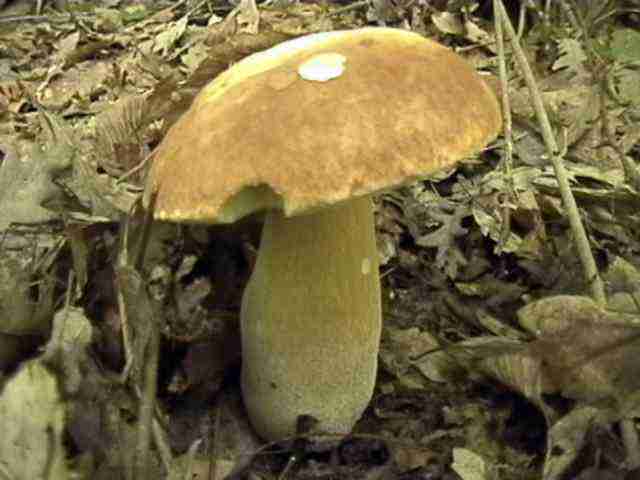  Image name: 17 Porcino.jpg 
 width: 640 pixel 
 height: 480 pixel 
 Size: 23122 bytes 
 Click to enlarge 